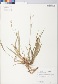 Carex platyphylla image