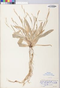 Carex platyphylla image