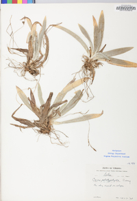 Carex platyphylla image