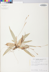 Carex platyphylla image