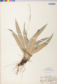 Carex platyphylla image