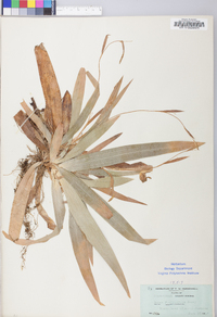 Carex platyphylla image