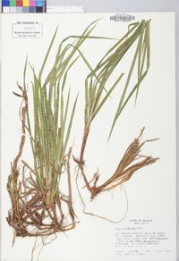 Carex polymorpha image