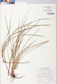 Carex polymorpha image