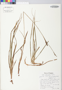 Carex polymorpha image