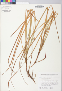 Carex polymorpha image