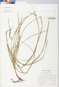 Carex polymorpha image