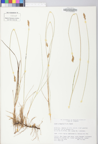 Carex praegracilis image