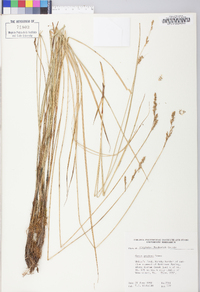 Carex prairea image