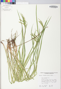 Carex prasina image