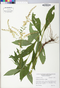 Solidago ulmifolia var. ulmifolia image