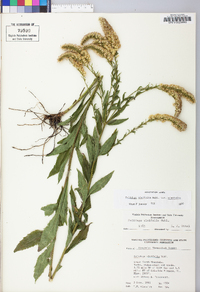 Solidago ulmifolia var. ulmifolia image