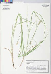 Carex projecta image