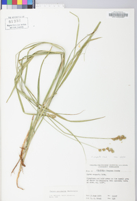 Carex projecta image