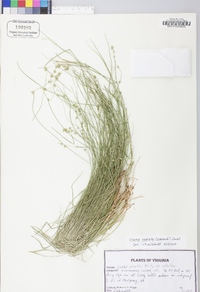 Carex radiata image