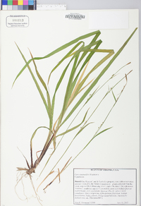 Carex purpurifera image