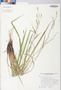 Carex purpurifera image