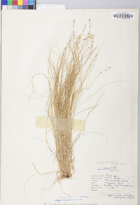 Carex radiata image