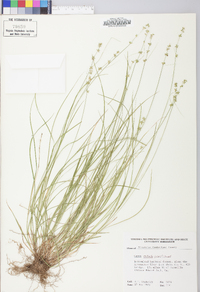 Carex radiata image