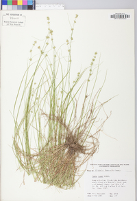 Carex radiata image