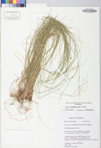 Carex radiata image