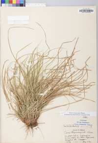 Carex reznicekii image