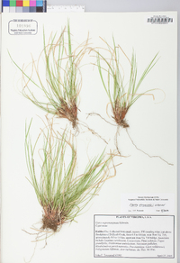 Carex reznicekii image