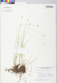 Carex retroflexa image