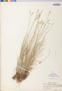 Carex retroflexa image