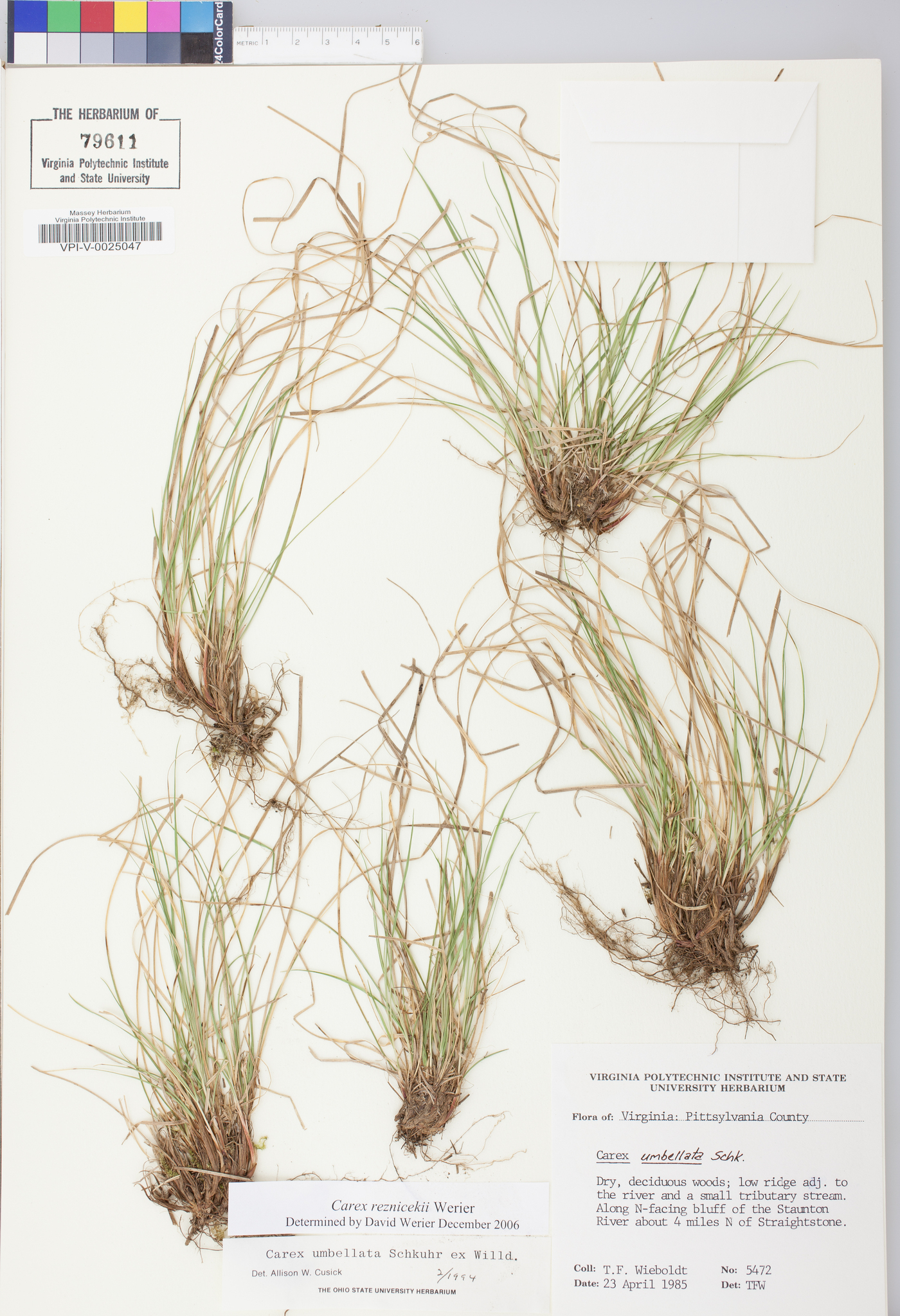 Carex reznicekii image