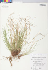 Carex reznicekii image