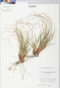 Carex reznicekii image