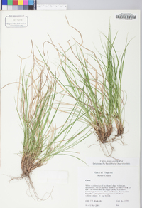 Carex reznicekii image