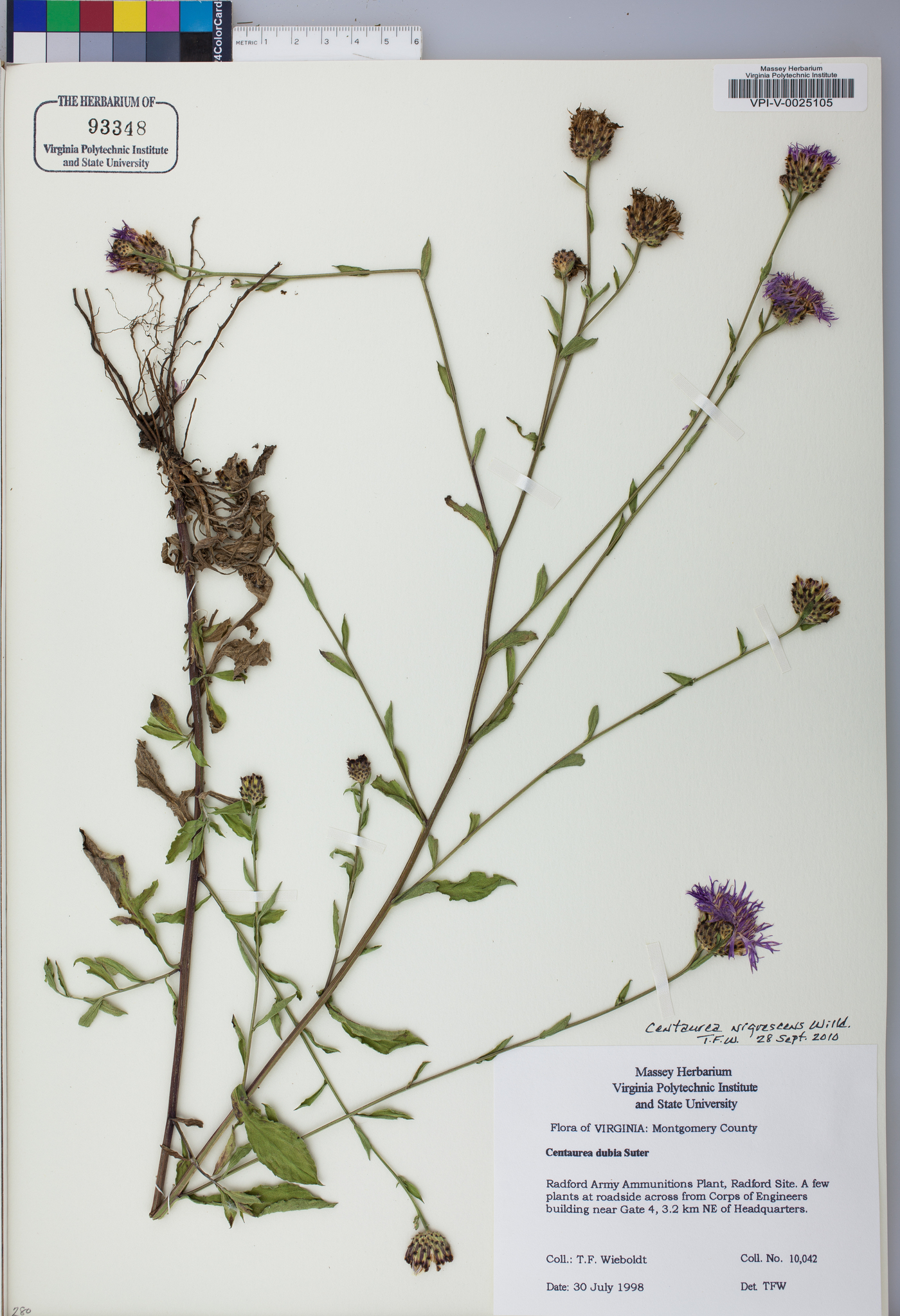 Centaurea nigrescens image