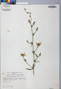 Cichorium intybus image