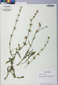 Cichorium intybus image