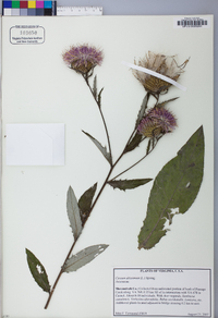 Cirsium altissimum image