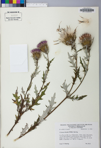 Cirsium discolor image