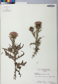 Cirsium discolor image