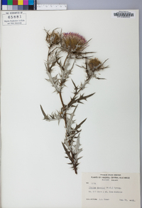 Cirsium discolor image