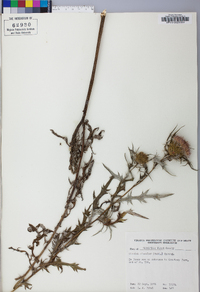 Cirsium discolor image