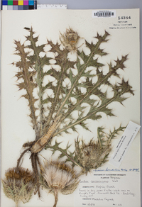 Cirsium horridulum image