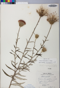 Cirsium virginianum image