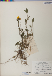 Coreopsis auriculata image