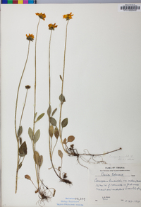 Coreopsis auriculata image