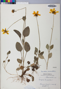 Coreopsis auriculata image