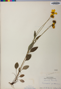 Coreopsis auriculata image