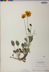 Coreopsis auriculata image