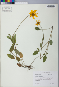 Coreopsis auriculata image