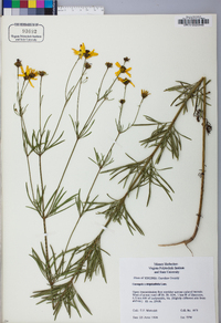 Coreopsis delphiniifolia image